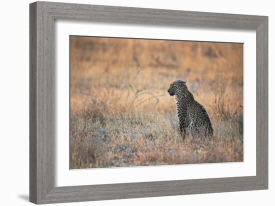 A Leopard, Panthera Pardus Pardus, Sits in Grass Aglow in the Setting Sun-Alex Saberi-Framed Photographic Print