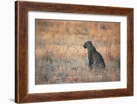 A Leopard, Panthera Pardus Pardus, Sits in Grass Aglow in the Setting Sun-Alex Saberi-Framed Photographic Print