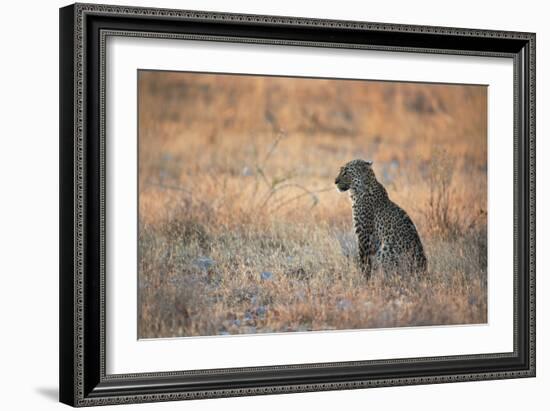 A Leopard, Panthera Pardus Pardus, Sits in Grass Aglow in the Setting Sun-Alex Saberi-Framed Photographic Print