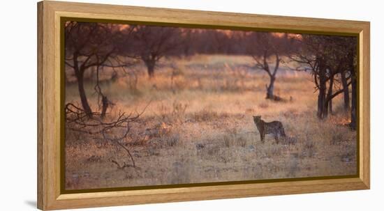 A Leopard, Panthera Pardus Pardus, Walks Through Grassland Aglow in the Setting Sun-Alex Saberi-Framed Premier Image Canvas