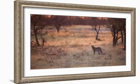 A Leopard, Panthera Pardus Pardus, Walks Through Grassland Aglow in the Setting Sun-Alex Saberi-Framed Photographic Print