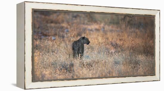 A Leopard, Panthera Pardus Pardus, Walks Through Grassland Aglow in the Setting Sun-Alex Saberi-Framed Premier Image Canvas