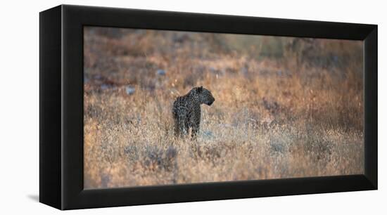 A Leopard, Panthera Pardus Pardus, Walks Through Grassland Aglow in the Setting Sun-Alex Saberi-Framed Premier Image Canvas