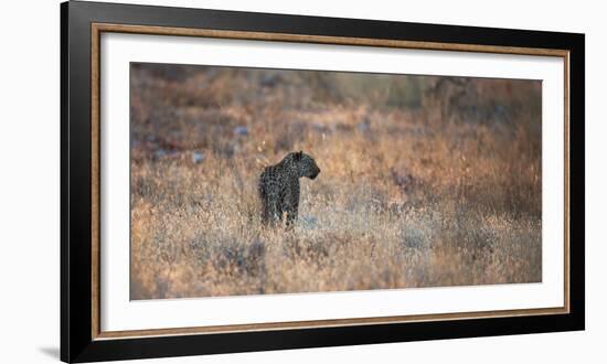 A Leopard, Panthera Pardus Pardus, Walks Through Grassland Aglow in the Setting Sun-Alex Saberi-Framed Photographic Print