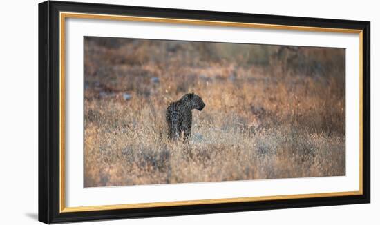 A Leopard, Panthera Pardus Pardus, Walks Through Grassland Aglow in the Setting Sun-Alex Saberi-Framed Photographic Print