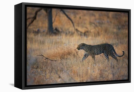 A Leopard, Panthera Pardus Pardus, Walks Through Grassland Aglow in the Setting Sun-Alex Saberi-Framed Premier Image Canvas