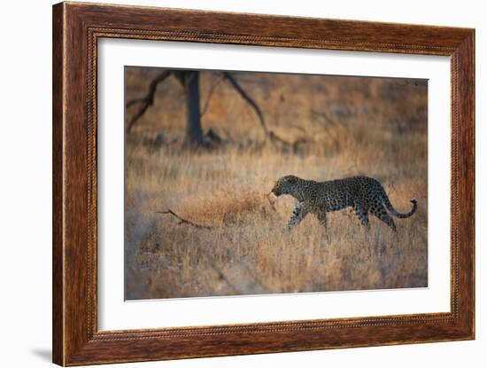 A Leopard, Panthera Pardus Pardus, Walks Through Grassland Aglow in the Setting Sun-Alex Saberi-Framed Photographic Print