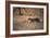 A Leopard, Panthera Pardus Pardus, Walks Through Grassland Aglow in the Setting Sun-Alex Saberi-Framed Photographic Print