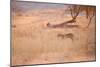 A Leopard, Panthera Pardus Pardus, Walks Through Grassland Aglow in the Setting Sun-Alex Saberi-Mounted Photographic Print