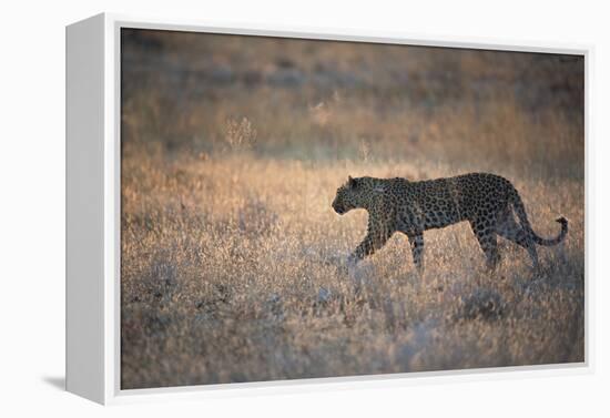 A Leopard, Panthera Pardus Pardus, Walks Through Grassland Aglow in the Setting Sun-Alex Saberi-Framed Premier Image Canvas