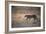 A Leopard, Panthera Pardus Pardus, Walks Through Grassland Aglow in the Setting Sun-Alex Saberi-Framed Photographic Print