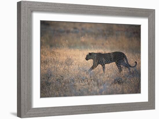 A Leopard, Panthera Pardus Pardus, Walks Through Grassland Aglow in the Setting Sun-Alex Saberi-Framed Photographic Print