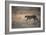 A Leopard, Panthera Pardus Pardus, Walks Through Grassland Aglow in the Setting Sun-Alex Saberi-Framed Photographic Print