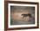 A Leopard, Panthera Pardus Pardus, Walks Through Grassland Aglow in the Setting Sun-Alex Saberi-Framed Photographic Print