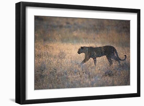 A Leopard, Panthera Pardus Pardus, Walks Through Grassland Aglow in the Setting Sun-Alex Saberi-Framed Photographic Print