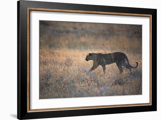 A Leopard, Panthera Pardus Pardus, Walks Through Grassland Aglow in the Setting Sun-Alex Saberi-Framed Photographic Print