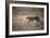 A Leopard, Panthera Pardus Pardus, Walks Through Grassland Aglow in the Setting Sun-Alex Saberi-Framed Photographic Print