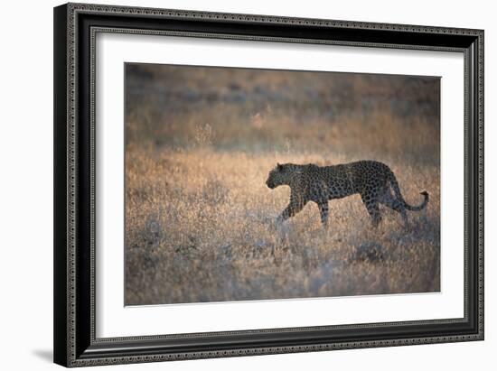 A Leopard, Panthera Pardus Pardus, Walks Through Grassland Aglow in the Setting Sun-Alex Saberi-Framed Photographic Print