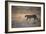 A Leopard, Panthera Pardus Pardus, Walks Through Grassland Aglow in the Setting Sun-Alex Saberi-Framed Photographic Print