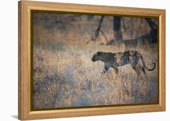 A Leopard, Panthera Pardus, Walking Through Grass in Namibia's Etosha National Park-Alex Saberi-Framed Premier Image Canvas