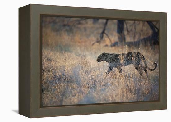 A Leopard, Panthera Pardus, Walking Through Grass in Namibia's Etosha National Park-Alex Saberi-Framed Premier Image Canvas