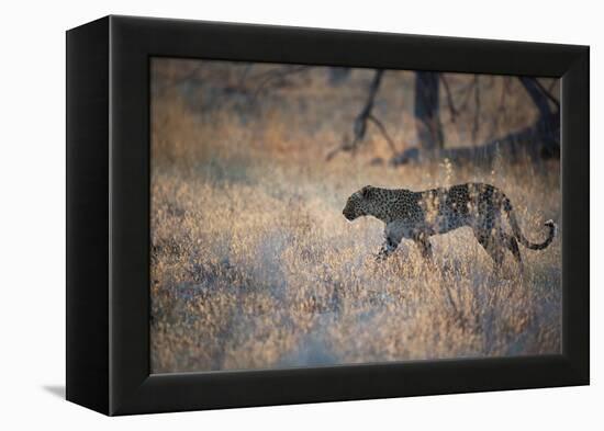 A Leopard, Panthera Pardus, Walking Through Grass in Namibia's Etosha National Park-Alex Saberi-Framed Premier Image Canvas