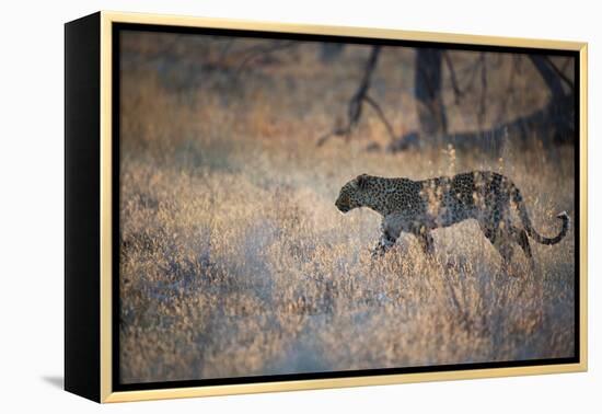 A Leopard, Panthera Pardus, Walking Through Grass in Namibia's Etosha National Park-Alex Saberi-Framed Premier Image Canvas