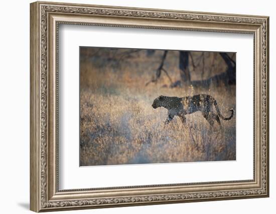 A Leopard, Panthera Pardus, Walking Through Grass in Namibia's Etosha National Park-Alex Saberi-Framed Photographic Print