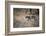 A Leopard, Panthera Pardus, Walking Through Grass in Namibia's Etosha National Park-Alex Saberi-Framed Photographic Print