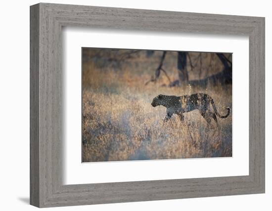 A Leopard, Panthera Pardus, Walking Through Grass in Namibia's Etosha National Park-Alex Saberi-Framed Photographic Print