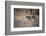 A Leopard, Panthera Pardus, Walking Through Grass in Namibia's Etosha National Park-Alex Saberi-Framed Photographic Print