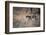 A Leopard, Panthera Pardus, Walking Through Grass in Namibia's Etosha National Park-Alex Saberi-Framed Photographic Print