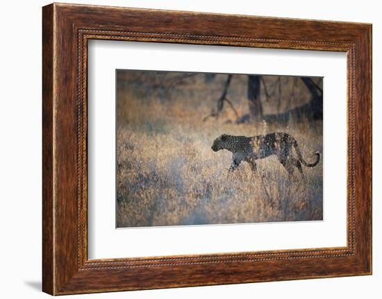 A Leopard, Panthera Pardus, Walking Through Grass in Namibia's Etosha National Park-Alex Saberi-Framed Photographic Print