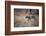 A Leopard, Panthera Pardus, Walking Through Grass in Namibia's Etosha National Park-Alex Saberi-Framed Photographic Print