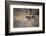 A Leopard, Panthera Pardus, Walking Through Grass in Namibia's Etosha National Park-Alex Saberi-Framed Photographic Print