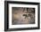 A Leopard, Panthera Pardus, Walking Through Grass in Namibia's Etosha National Park-Alex Saberi-Framed Photographic Print