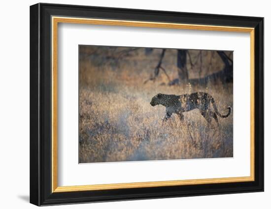 A Leopard, Panthera Pardus, Walking Through Grass in Namibia's Etosha National Park-Alex Saberi-Framed Photographic Print