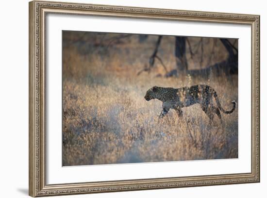 A Leopard, Panthera Pardus, Walking Through Grass in Namibia's Etosha National Park-Alex Saberi-Framed Photographic Print