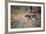 A Leopard, Panthera Pardus, Walking Through Grass in Namibia's Etosha National Park-Alex Saberi-Framed Photographic Print