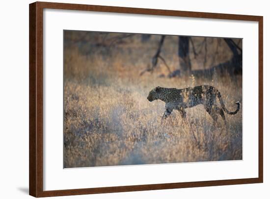 A Leopard, Panthera Pardus, Walking Through Grass in Namibia's Etosha National Park-Alex Saberi-Framed Photographic Print