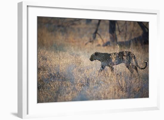 A Leopard, Panthera Pardus, Walking Through Grass in Namibia's Etosha National Park-Alex Saberi-Framed Photographic Print