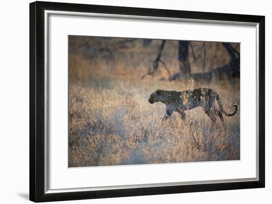 A Leopard, Panthera Pardus, Walking Through Grass in Namibia's Etosha National Park-Alex Saberi-Framed Photographic Print