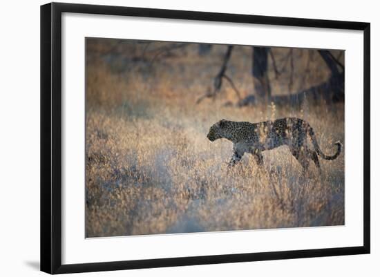A Leopard, Panthera Pardus, Walking Through Grass in Namibia's Etosha National Park-Alex Saberi-Framed Photographic Print