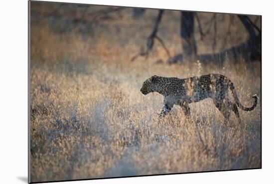 A Leopard, Panthera Pardus, Walking Through Grass in Namibia's Etosha National Park-Alex Saberi-Mounted Photographic Print