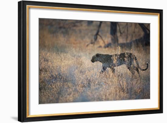 A Leopard, Panthera Pardus, Walking Through Grass in Namibia's Etosha National Park-Alex Saberi-Framed Photographic Print