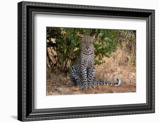 A leopard resting in the shade, Samburu National Reserve, Kenya. Kenya.-Sergio Pitamitz-Framed Photographic Print