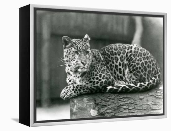 A Leopard Resting on a Log at London Zoo in 1929 (B/W Photo)-Frederick William Bond-Framed Premier Image Canvas