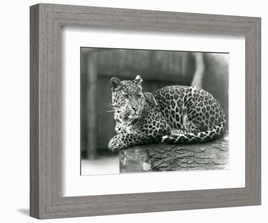 A Leopard Resting on a Log at London Zoo in 1929 (B/W Photo)-Frederick William Bond-Framed Giclee Print
