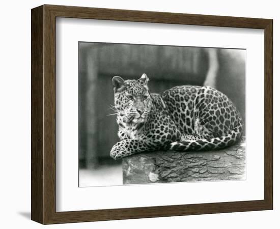 A Leopard Resting on a Log at London Zoo in 1929 (B/W Photo)-Frederick William Bond-Framed Giclee Print