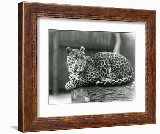 A Leopard Resting on a Log at London Zoo in 1929 (B/W Photo)-Frederick William Bond-Framed Giclee Print